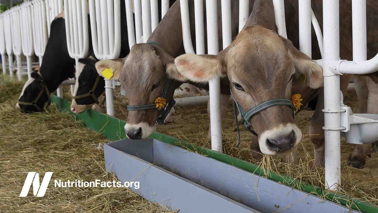 bovine leukemia virus