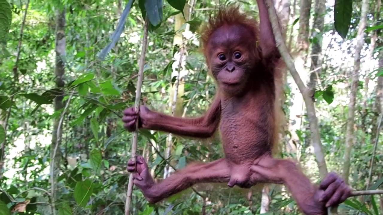 Cutest baby orangutan in the Sumatran rainforest - YouTube.