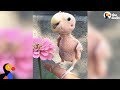 Naked bird who lost her feathers is so loved now  the dodo