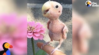 Naked Bird Who Lost Her Feathers Is So Loved Now | The Dodo