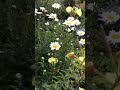 #flowers #garden #nature #лилейники #горка #живоеслово #мудрость #омархайям