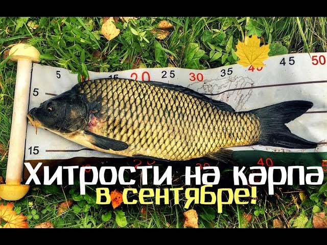 Секреты ловли карпов Секреты ловли карпов