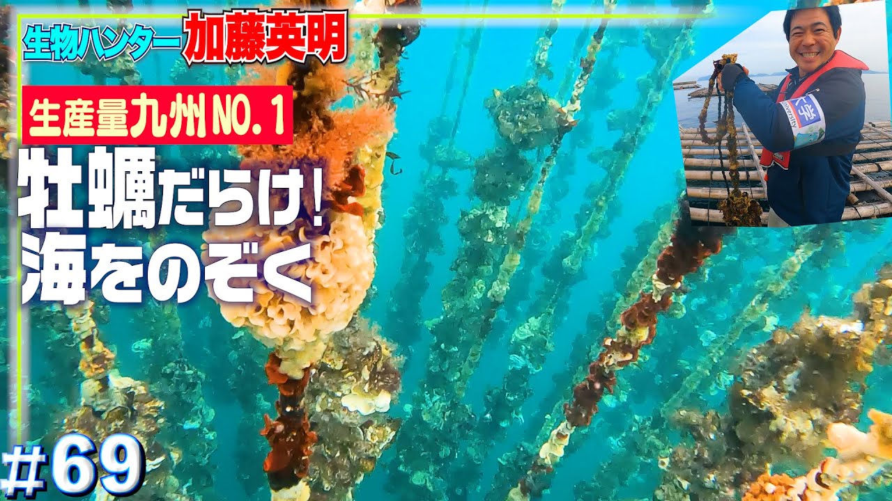 １万以上…牡蠣神殿みたいな海の中を覗く！糸島の養殖牡蠣はなぜ美味しいのか？≫ハンター加藤英明【玄界灘・福岡】