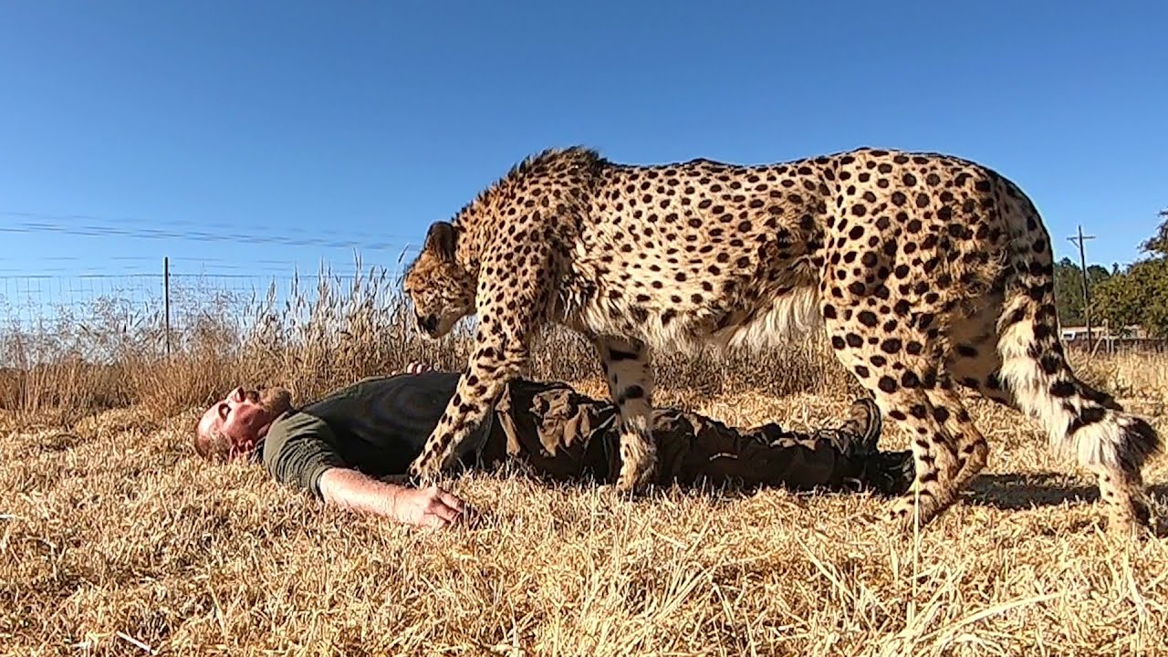 Cheetah Eating Human