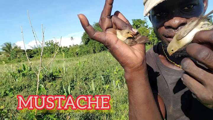 Catching Birds In Guyana Best Bird Catching (Beze Hunting)