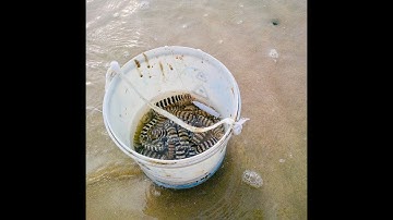 Câu Tôm Tích ngoài biển Vũng Tàu | Khám phá Vũng Tàu