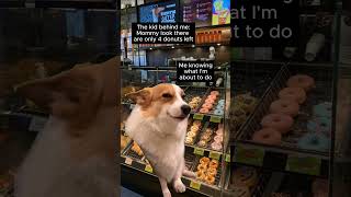 4 donuts please 😈😈  #dog  #relatable  #shorts