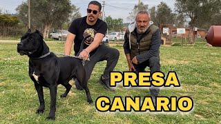 ŞAMPİYON KÖPEKLER | PRESA CANARIO | CANE CORSO | BELÇİKA KURDU (2)