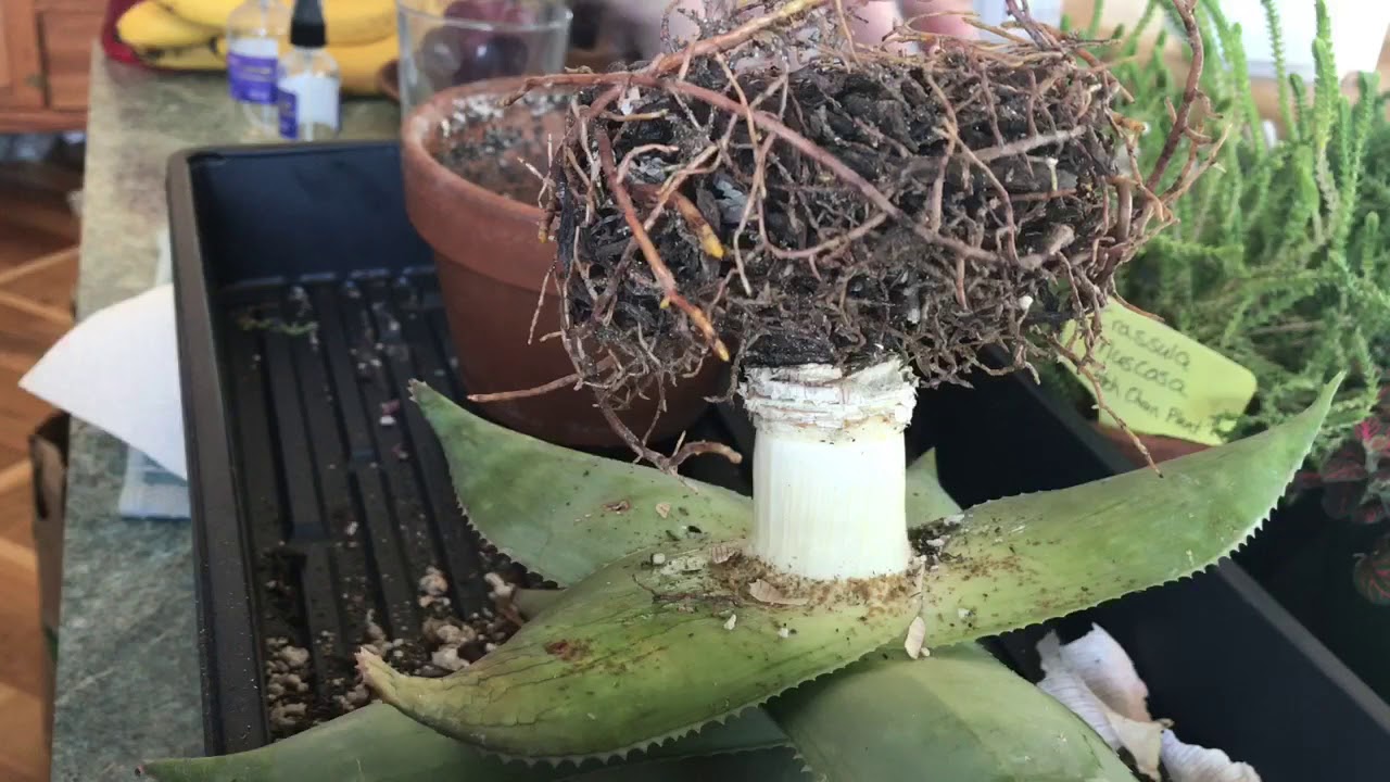 Cleaning Mealy Bugs Off Aloe And Clearing Dead Tissue Youtube