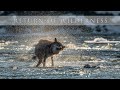 Return of wilderness – Návrat divočiny – Gray Wolf (Canis lupus)