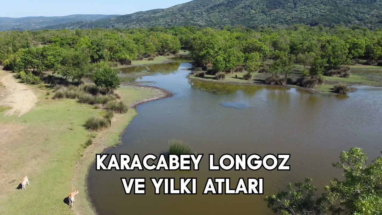 Muhteşem Yabani Yılkı Atları Toroslar Isparta sütçüler