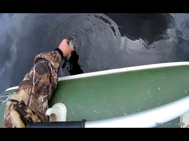 отпускаю щупака