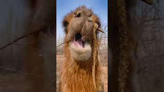 camels eat camels camels agriculture, rural areas and farmers camel milk