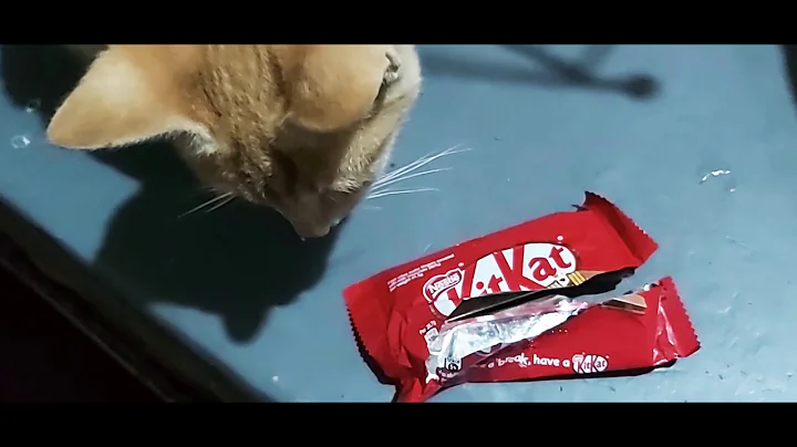 Video 10956481: cat eating chocolate, chocolate cat funny, cat vs animals, cat love chocolate