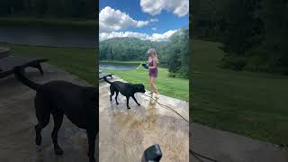 Bathing my 4 dogs (full video) 🧼💦🌞🐶✨