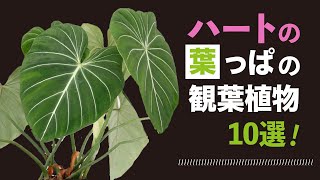 ハートの葉っぱの観葉植物10選！