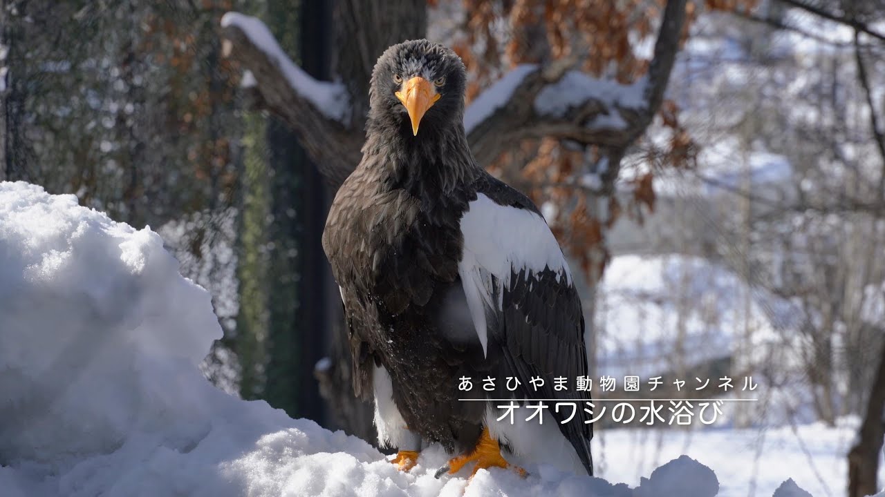 オオワシの水浴び あさひやま動物園チャンネル