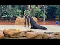 Singapore ZOO DOLPHIN show really amazing must watch