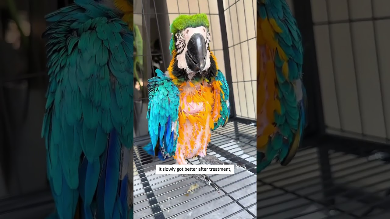 I unexpectedly found a parrot trapped on the water. #animalrescue #parrot #rescueefforts