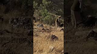 Siirt ekmekciler köyü bınerve
