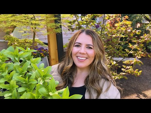 Zinnia: The EASIEST Flower To Grow In the Garden | Zinnia Master Class 🌸🤩 hqdefault