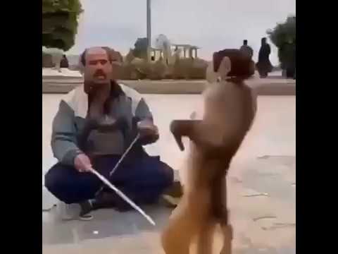 شاوي يعلم القرد الرقص 2019اتحداك ماتضحك اجمل تحشيش ديرالزور