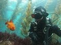 Catalina Dive Park - Casino Point - Kelp Forest - YouTube