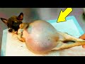 This Animal Refused to Give Birth! What happened next will shock you