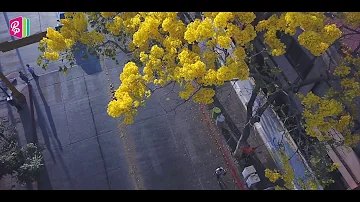 ¿Cómo es el árbol de primavera?