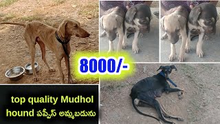 top quality Mudhol hound puppies for sale in telugu/ 90590 80363 /aj pets