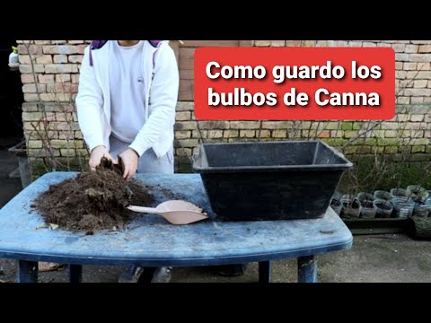 Video: Bulbos de Canna para el invierno: Cómo almacenar los bulbos de Canna