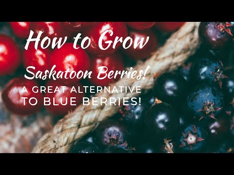 Video: Saskatoon Bush Care: How To Grow Saskatoon Shrubs In The Garden