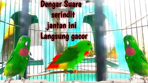Serindit Gacor Ampuh Untuk Semua Memikat Lawan