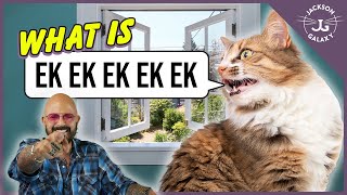 Cat Daddy Dictionary: What is Cat Chattering? by Jackson Galaxy 262,933 views 3 months ago 18 minutes