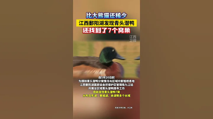 比大熊貓還稀少，江西鄱陽湖發現青頭潛鴨，還找到7個窩巢！ - 天天要聞