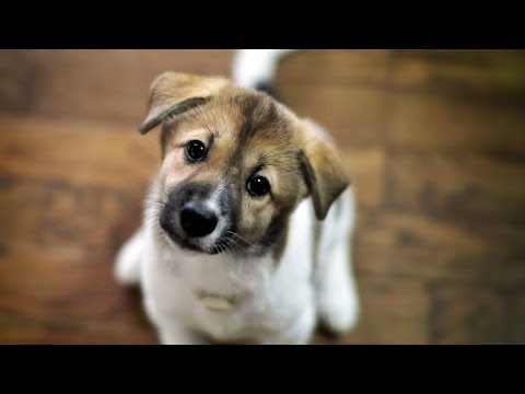 Собака — лучший друг человека [социальная реклама]