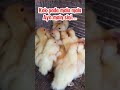 Minti Jumbo..ha jangan di obok2 #ternakunggas #entok #duck #viral #kids