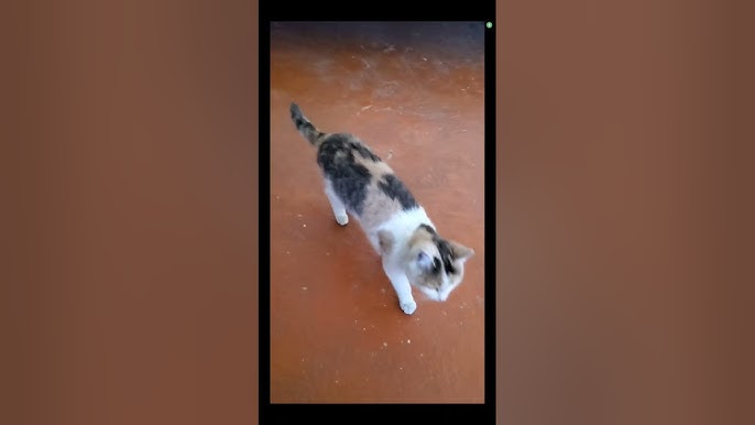 Жалаңаш Мария Ржевская кискасымен