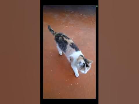 Қынап қабырғасының пролапсы: оны кім емдеді?