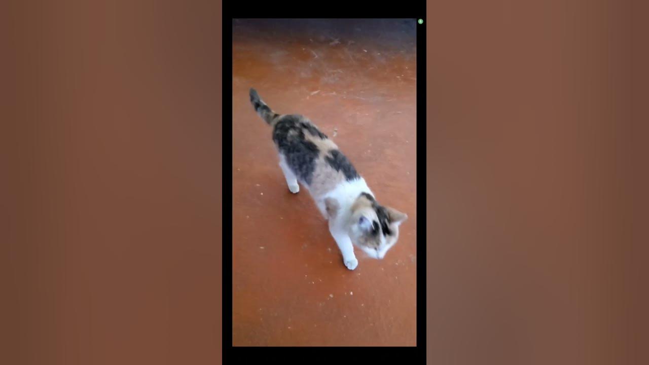 Ttv жалаңаш және күлкілі