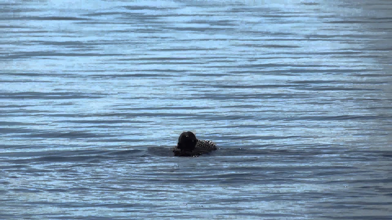 Common Loon Bathing on Massabesic Lake, NH 