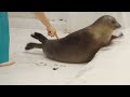 飼育員さんに背中を触られて「あれっ？」てなってるワモンアザラシのミゾレちゃん