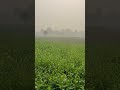 gaon ki morning view #song #love #explore #viralshort