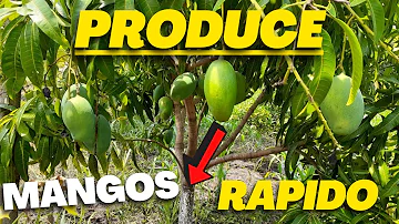 ¿Qué tipo de planta es el árbol de mango?