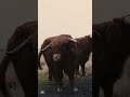 The Beauty Of Nature Animals Lifestyle #reels #animals #pets