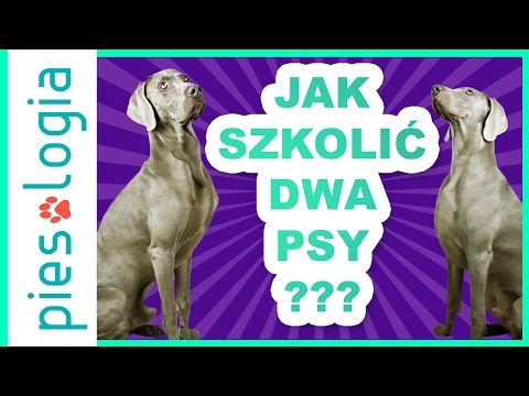 Jak szkolić dwa psy jednocześnie?