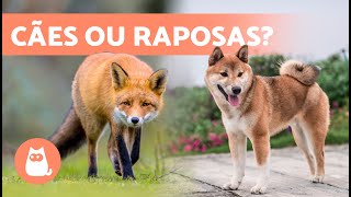 10 RAÇAS de CACHORROS que parecem RAPOSAS  Descubraas!