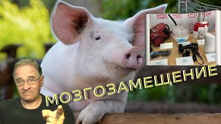 Мозгозамещение | Новости 7-40, 21.7.2022