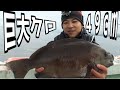 長崎平戸で超巨大クロが釣れた！！！