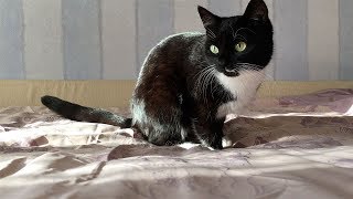 Как убрать кошачью шерсть с постельного белья Как убрать кошачью шерсть с постельного белья